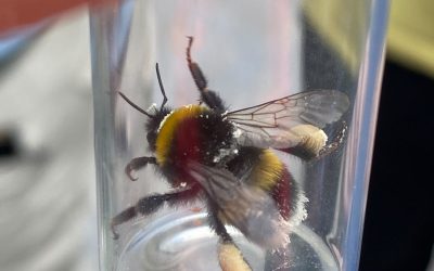 Flauschige Brummer — Hummelexkursion der 5. Klassen