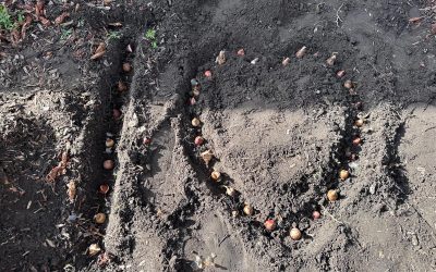 Gartenaktionstag: Gemeinsam machen wir unseren Schulgarten winterfest!